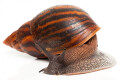 Achatina achatina achatina Ghana typ 2a adult import